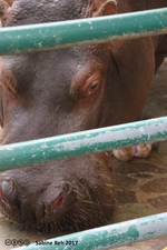 Nilpferd hinter Gittern.png